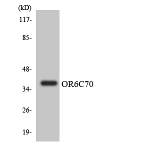 OR6C70 Antibody - Western blot analysis of the lysates from HeLa cells using OR6C70 antibody.