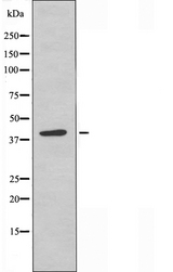 OR6J1 Antibody - Western blot analysis of extracts of MCF-7 cells using OR6J1 antibody.
