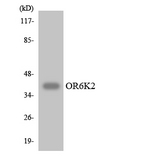 OR6K2 Antibody - Western blot analysis of the lysates from HepG2 cells using OR6K2 antibody.
