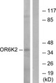 OR6K2 Antibody - Western blot analysis of lysates from HeLa cells, using OR6K2 Antibody. The lane on the right is blocked with the synthesized peptide.