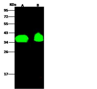 OR6K2 Antibody - Anti-OR6K2 rabbit polyclonal antibody at 1:500 dilution. Lane A: HL60 Whole Cell Lysate. Lane B: HepG2 Whole Cell Lysate. Lysates/proteins at 30 ug per lane. Secondary: Goat Anti-Rabbit IgG H&L (Dylight 800) at 1/10000 dilution. Developed using the Odyssey technique. Performed under reducing conditions. Predicted band size: 37 kDa. Observed band size: 37 kDa.