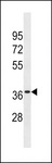 OR6K3 Antibody - OR6K3 Antibody western blot of WiDr cell line lysates (35 ug/lane). The OR6K3 antibody detected the OR6K3 protein (arrow).