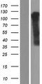 OR6K3 Protein - Western validation with an anti-DDK antibody * L: Control HEK293 lysate R: Over-expression lysate