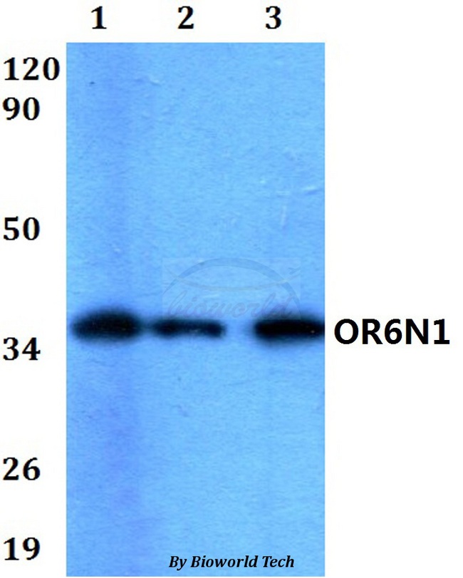 OR6N1 Antibody - Western blot of OR6N1 antibody at 1:500 dilution. Lane 1: HEK293T whole cell lysate. Lane 2: Raw264.7 whole cell lysate. Lane 3: H9C2 whole cell lysate.