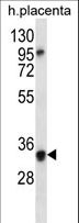 OR6N2 Antibody - OR6N2 Antibody western blot of human placenta tissue lysates (35 ug/lane). The OR6N2 antibody detected the OR6N2 protein (arrow).