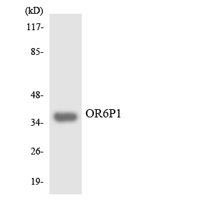 OR6P1 Antibody - Western blot analysis of the lysates from HUVECcells using OR6P1 antibody.