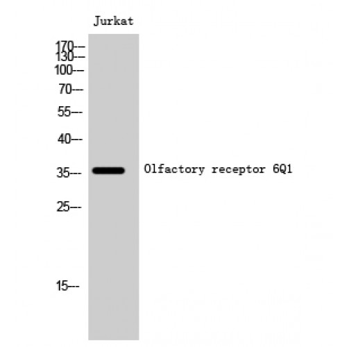 OR6Q1 Antibody - Western blot of Olfactory receptor 6Q1 antibody