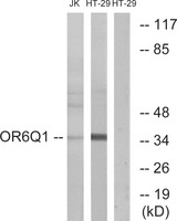 OR6Q1 Antibody - Western blot analysis of lysates from Jurkat and HT-29 cells, using OR6Q1 Antibody. The lane on the right is blocked with the synthesized peptide.