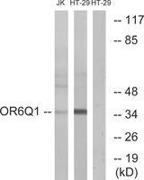 OR6Q1 Antibody - Western blot analysis of extracts from Jurkat cells and HT-29 cells, using OR6Q1 antibody.