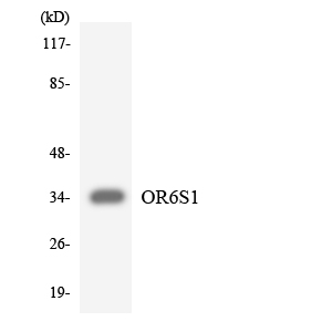 OR6S1 Antibody - Western blot analysis of the lysates from HT-29 cells using OR6S1 antibody.