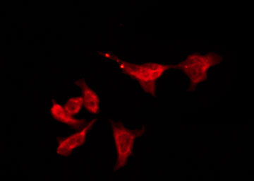 OR6S1 Antibody - Staining HeLa cells by IF/ICC. The samples were fixed with PFA and permeabilized in 0.1% Triton X-100, then blocked in 10% serum for 45 min at 25°C. The primary antibody was diluted at 1:200 and incubated with the sample for 1 hour at 37°C. An Alexa Fluor 594 conjugated goat anti-rabbit IgG (H+L) Ab, diluted at 1/600, was used as the secondary antibody.
