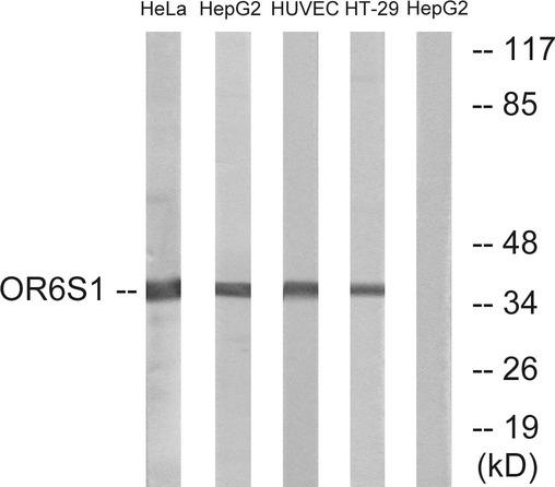 OR6S1 Antibody - Western blot analysis of extracts from HeLa cells, HepG2 cells, HUVEC cells and HT-29 cells, using OR6S1 antibody.