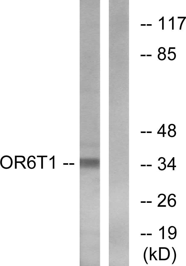OR6T1 Antibody - Western blot analysis of lysates from HeLa cells, using OR6T1 Antibody. The lane on the right is blocked with the synthesized peptide.