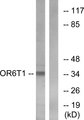 OR6T1 Antibody - Western blot analysis of lysates from HeLa cells, using OR6T1 Antibody. The lane on the right is blocked with the synthesized peptide.