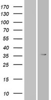 OR6T1 Protein - Western validation with an anti-DDK antibody * L: Control HEK293 lysate R: Over-expression lysate