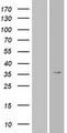 OR6T1 Protein - Western validation with an anti-DDK antibody * L: Control HEK293 lysate R: Over-expression lysate