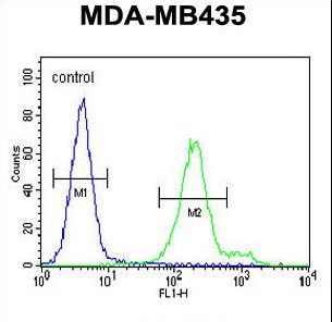 OR6V1 Antibody - OR6V1 Antibody flow cytometry of MDA-MB435 cells (right histogram) compared to a negative control cell (left histogram). FITC-conjugated goat-anti-rabbit secondary antibodies were used for the analysis.