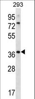 OR6X1 Antibody - OR6X1 Antibody western blot of 293 cell line lysates (35 ug/lane). The OR6X1 antibody detected the OR6X1 protein (arrow).