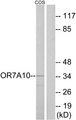 OR7A10 Antibody - Western blot analysis of lysates from COS7 cells, using OR7A10 Antibody. The lane on the right is blocked with the synthesized peptide.