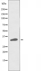 OR7C1 Antibody - Western blot analysis of extracts of HeLa cells using OR7C1 antibody.