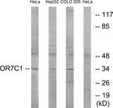 OR7C1 Antibody - Western blot analysis of extracts from HeLa cells, HepG2 cells and COLO cells, using OR7C1 antibody.