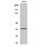 OR7C2 Antibody - Western blot of Olfactory receptor 7C2 antibody