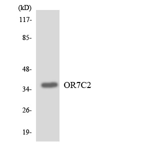 OR7C2 Antibody - Western blot analysis of the lysates from HeLa cells using OR7C2 antibody.