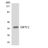 OR7C2 Antibody - Western blot analysis of the lysates from HeLa cells using OR7C2 antibody.