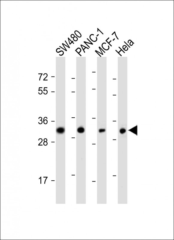 OR7C2 Antibody - All lanes: Anti-OR7C2 Antibody at 1:1000 dilution Lane 1: SW480 whole cell lysate Lane 2: PANC-1 whole cell lysate Lane 3: MCF-7 whole cell lysate Lane 4: Hela whole cell lysate Lysates/proteins at 20 µg per lane. Secondary Goat Anti-Rabbit IgG, (H+L), Peroxidase conjugated at 1/10000 dilution. Predicted band size: 35 kDa Blocking/Dilution buffer: 5% NFDM/TBST.