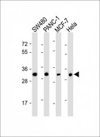 OR7C2 Antibody - All lanes: Anti-OR7C2 Antibody at 1:1000 dilution Lane 1: SW480 whole cell lysate Lane 2: PANC-1 whole cell lysate Lane 3: MCF-7 whole cell lysate Lane 4: Hela whole cell lysate Lysates/proteins at 20 µg per lane. Secondary Goat Anti-Rabbit IgG, (H+L), Peroxidase conjugated at 1/10000 dilution. Predicted band size: 35 kDa Blocking/Dilution buffer: 5% NFDM/TBST.