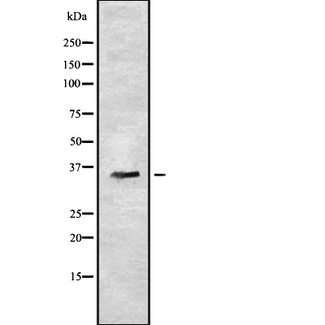 OR7C2 Antibody - Western blot analysis OR7C2 using A549 whole cells lysates