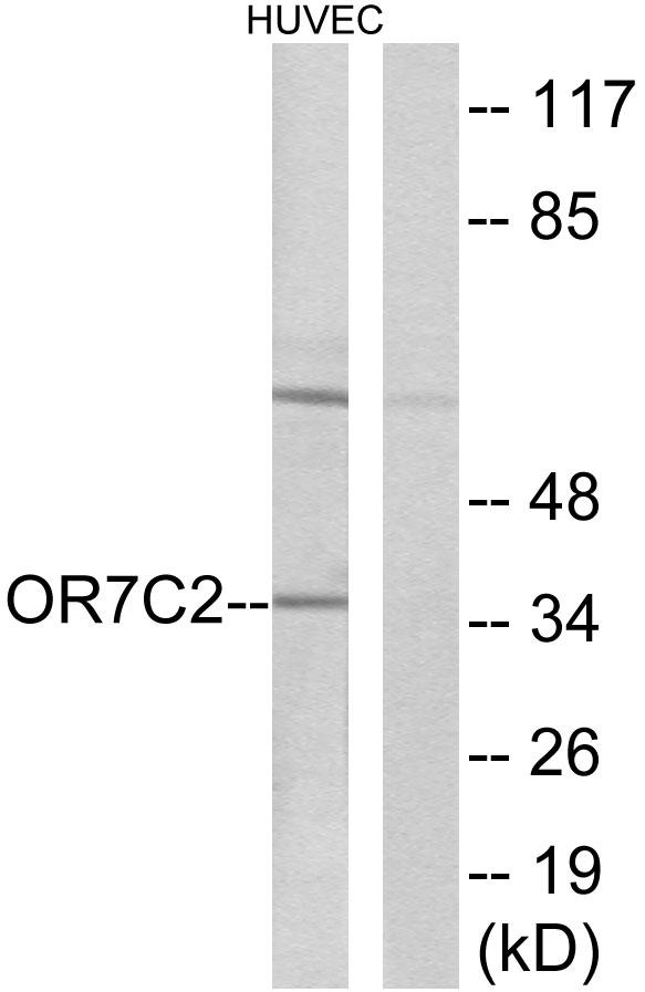 OR7C2 Antibody - Western blot analysis of extracts from HUVEC cells, using OR7C2 antibody.