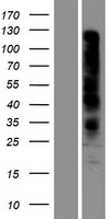 OR7D2 Protein - Western validation with an anti-DDK antibody * L: Control HEK293 lysate R: Over-expression lysate