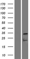 OR7D4 Protein - Western validation with an anti-DDK antibody * L: Control HEK293 lysate R: Over-expression lysate