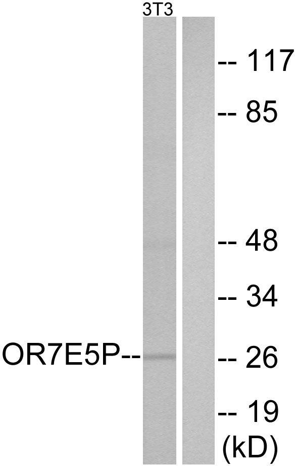 OR7E5P Antibody - Western blot analysis of lysates from NIH/3T3 cells, using OR7E5P Antibody. The lane on the right is blocked with the synthesized peptide.