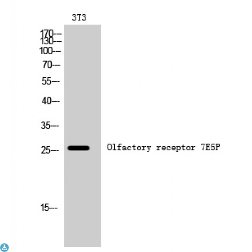 OR7E5P Antibody - Western Blot (WB) analysis of 3T3 cells using Olfactory receptor 7E5P polyclonal antibody.