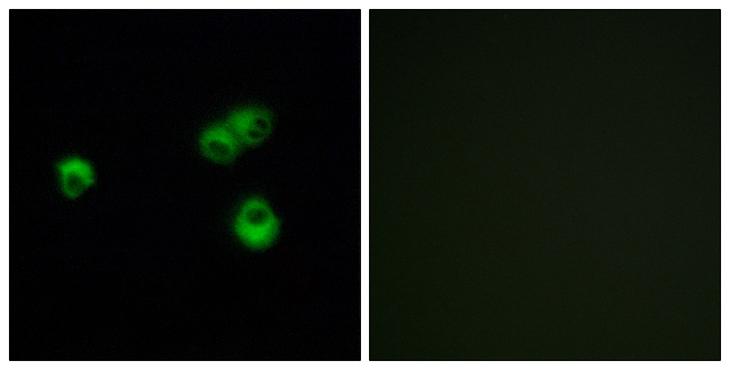 OR7E5P Antibody - Peptide - + Immunofluorescence analysis of MCF-7 cells, using OR7E5P antibody.