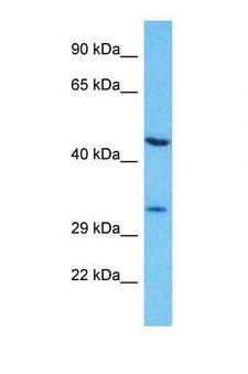 OR7G2 Antibody - Western blot of Human A549. OR7G2 antibody dilution 1.0 ug/ml.  This image was taken for the unconjugated form of this product. Other forms have not been tested.