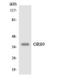 OR89 Antibody - Western blot analysis of the lysates from RAW264.7cells using OR89 antibody.