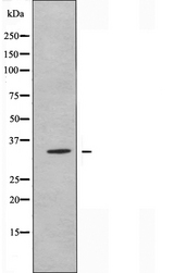 OR89 Antibody - Western blot analysis of extracts of HepG2 cells using OR89 antibody.