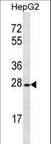 OR8B12 Antibody - OR8B12 Antibody western blot of HepG2 cell line lysates (35 ug/lane). The OR8B12 antibody detected the OR8B12 protein (arrow).