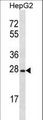 OR8B12 Antibody - OR8B12 Antibody western blot of HepG2 cell line lysates (35 ug/lane). The OR8B12 antibody detected the OR8B12 protein (arrow).