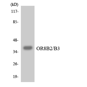 OR8B2+3 Antibody - Western blot analysis of the lysates from K562 cells using OR8B2/B3 antibody.