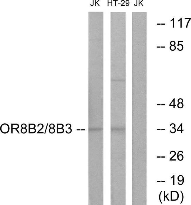 OR8B2+3 Antibody - Western blot analysis of lysates from Jurkat and HT-29 cells, using OR8B2/8B3 Antibody. The lane on the right is blocked with the synthesized peptide.