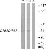 OR8B2+3 Antibody - Western blot analysis of extracts from Jurkat cells and HT-29 cells, using OR8B2/8B3 antibody.