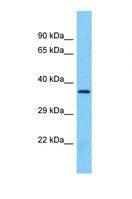 OR8B3 Antibody - Western blot of Human U937. OR8B3 antibody dilution 1.0 ug/ml.  This image was taken for the unconjugated form of this product. Other forms have not been tested.