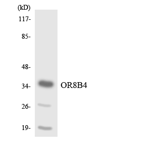 OR8B4 Antibody - Western blot analysis of the lysates from Jurkat cells using OR8B4 antibody.