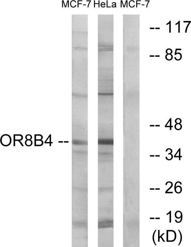 OR8B4 Antibody - Western blot analysis of lysates from MCF-7 and HeLa cells, using OR8B4 Antibody. The lane on the right is blocked with the synthesized peptide.