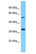 OR8B4 Antibody - OR8B4 antibody Western Blot of THP-1. Antibody dilution: 1 ug/ml.  This image was taken for the unconjugated form of this product. Other forms have not been tested.