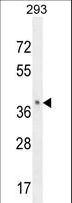 OR8B8 Antibody - OR8B8 Antibody western blot of 293 cell line lysates (35 ug/lane). The OR8B8 antibody detected the OR8B8 protein (arrow).